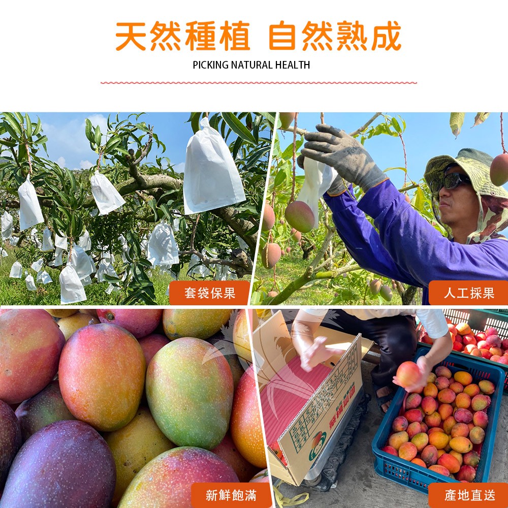 屏東枋山產地直送-愛文芒果